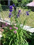 Digitalis i plavi sitni irisi u kombinaciji